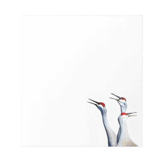 Bloco De Notas 3 Sandhill Cranes Photo Notepad (Frente)