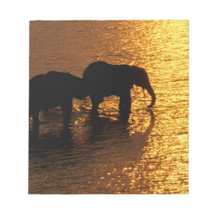 Bloco De Notas África, Botsuana, Delta do Okavango. africano