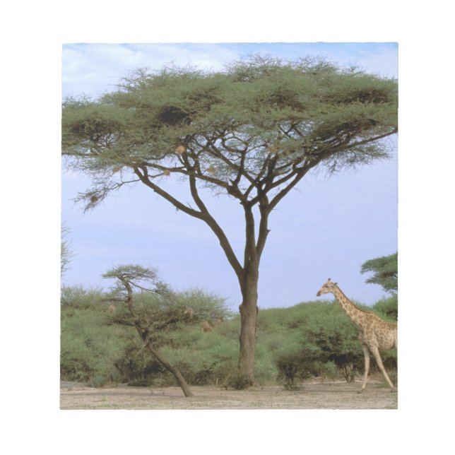 Bloco De Notas África, Botsuana, Delta do Okavango. Sul (Frente)