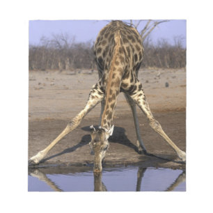 Bloco De Notas África, Botsuana, Parque Nacional Chobe, Girafa