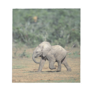 Bloco De Notas África do Sul, Parque Nacional Addo Elephant. Bebê
