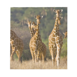 Bloco De Notas África. Quênia. Manada de girafas-reticuladas