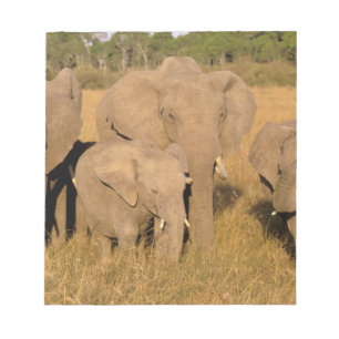 Bloco De Notas África, Quênia, Masai Mara. Elefante-africano
