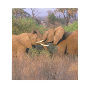 Bloco De Notas África, Quênia, Samburu. Desafio de elefante