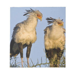Bloco De Notas África. Tanzânia. Aves-secretárias em Ndutu