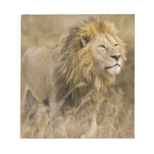 Bloco De Notas África. Tanzânia. Macho Lion em Ngorongoro