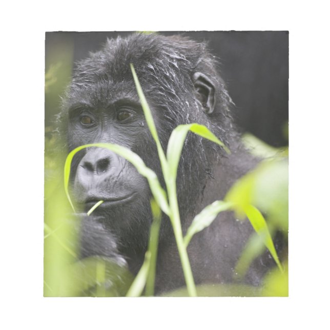 Bloco De Notas África Uganda, Bwindi (Frente)