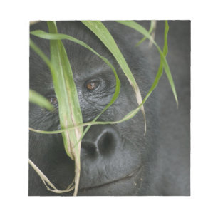 Bloco De Notas África, Uganda, Bwindi