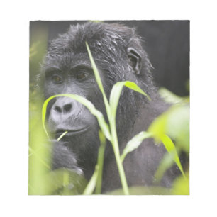 Bloco De Notas África, Uganda, Bwindi Impenetrável Nacional