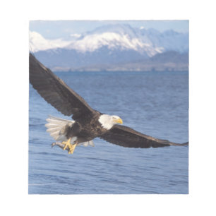 Bloco De Notas águia americana, Haliaeetus leucocephalus, em voo