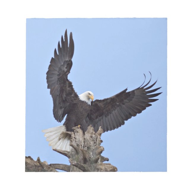 Bloco De Notas Águia Balda (Haliaeetus leucocephalus) com asas (Frente)