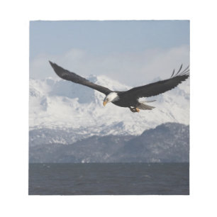 Bloco De Notas Águia-careca em Voo, Haliaeetus leucocephalus,