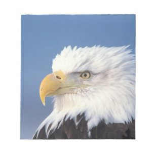 Bloco De Notas águia-careca, Haliaeetus leuccocephalus,