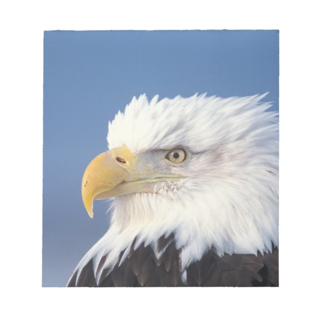 Bloco De Notas águia-careca, Haliaeetus leuccocephalus, (Frente)