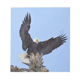 Bloco De Notas Águia-careca (Haliaeetus leucocephalus) com asas