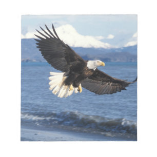 Bloco De Notas águia-pescadora, Haliaeetus leuccocephalus, em voo