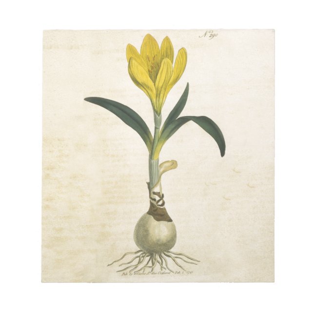 Bloco De Notas Amaryllis Tulip Botanical Garden Flower (Frente)