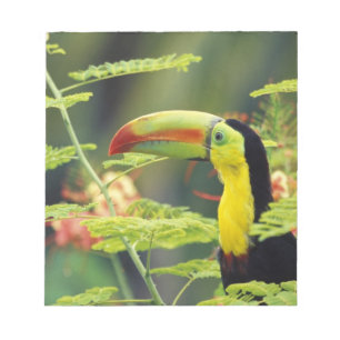 Bloco De Notas América Central, Honduras. Tucano-de-bico-preto