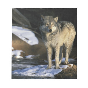 Bloco De Notas América do Norte, EUA, Minnesota. Lobo (Canis