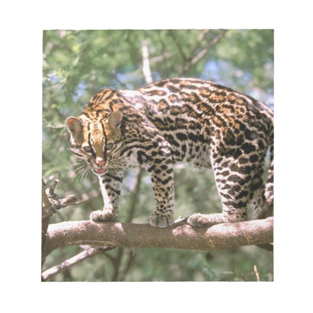 Bloco De Notas América do Sul, Equador, Amazônia. Ocelote (Frente)