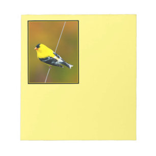 Bloco De Notas American Goldfinch - Fotografia original