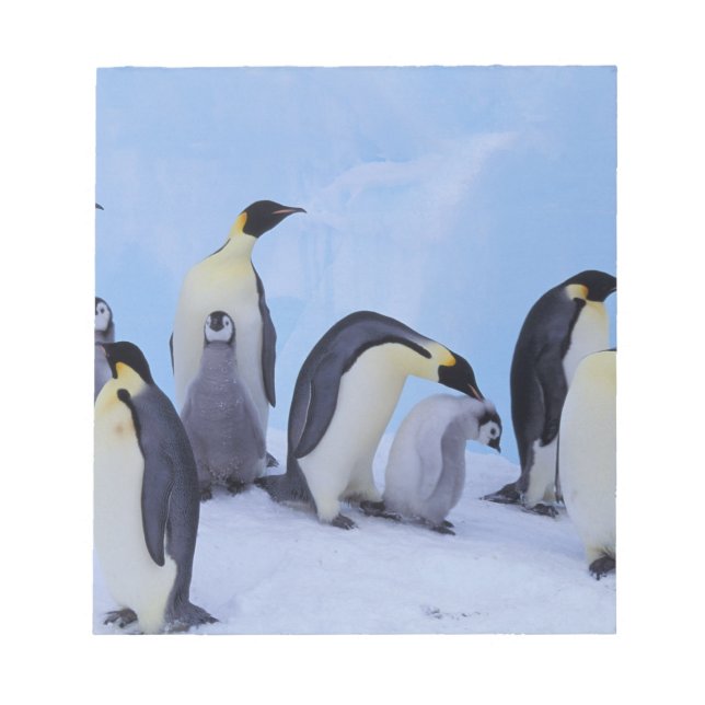 Bloco De Notas Antártica, Pinguins Imporadores (Frente)