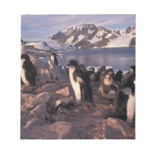 Bloco De Notas Antártida, filhotes de pinguim Adelie