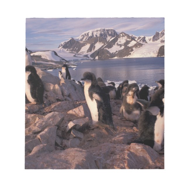 Bloco De Notas Antártida, filhotes de pinguim Adelie (Frente)