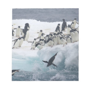 Bloco De Notas Antártida, Ilha Paulet. Pinguins Adelie