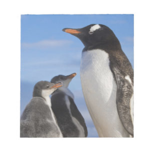 Bloco De Notas Antártida, Neko Cove (Porto). Pinguim-de-gentoo 2