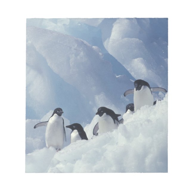 Bloco De Notas Antártida. Pinguins-de-adélia (Frente)