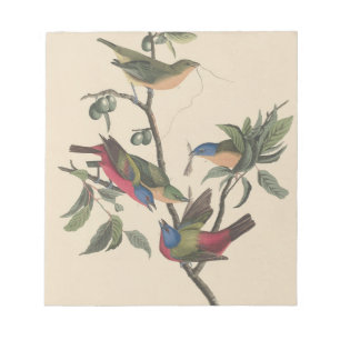 Bloco De Notas Arte Colorida de Pássaros Vintage Audubon Pintado