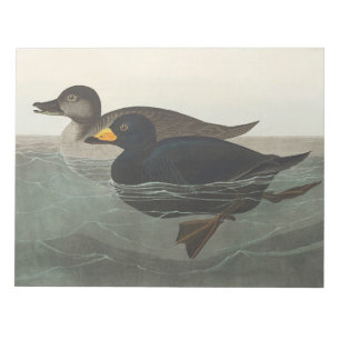 Bloco De Notas Arte de Pássaro do Pato Americano Scoter Audubon V