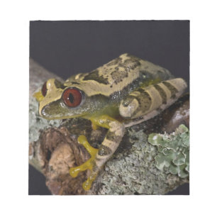 Bloco De Notas Árvore-Olho-Vermelho Africano, Leptopelis