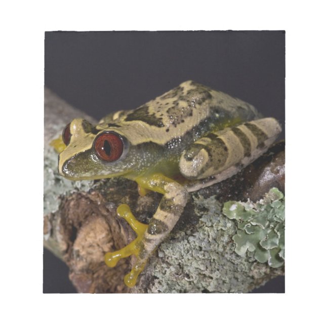 Bloco De Notas Árvore-Olho-Vermelho Africano, Leptopelis (Frente)