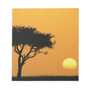 Bloco De Notas Árvore única de Acácia silhuetada ao nascer do sol