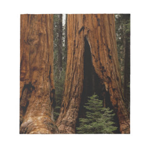 Bloco De Notas Árvores Redwood, Parque Nacional Sequoia.