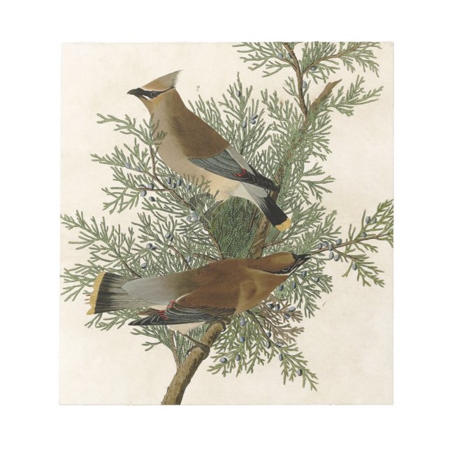 Bloco De Notas Audubon Cedar Waxwing Bird (Frente)