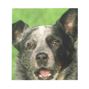 Bloco de notas australiano do cão do gado