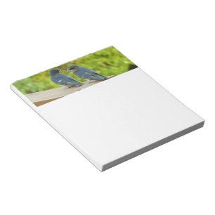 Bloco De Notas Baby Barn Swallow Nature Bird Fotografia