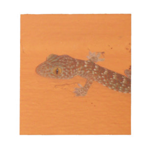 Bloco De Notas Baby Tokay Gecko