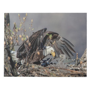 Bloco De Notas Bald Eagle com seu bebê