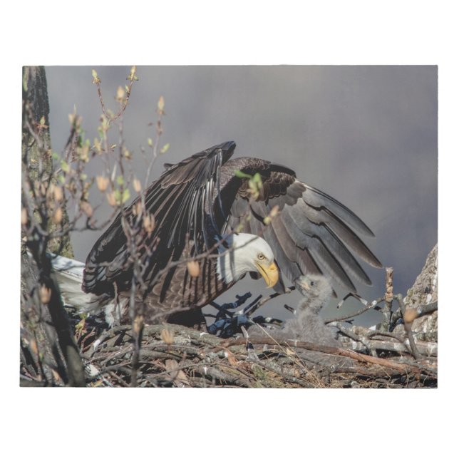 Bloco De Notas Bald Eagle com seu bebê (Frente)