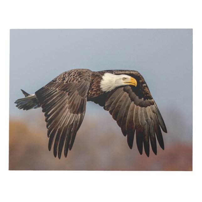 Bloco De Notas Bald Eagle em voo (Frente)