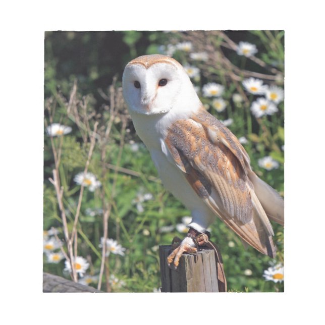 Bloco De Notas Barn Owl (Frente)