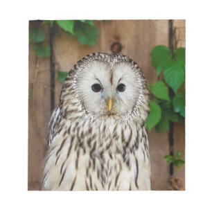 Bloco De Notas Barred Owl