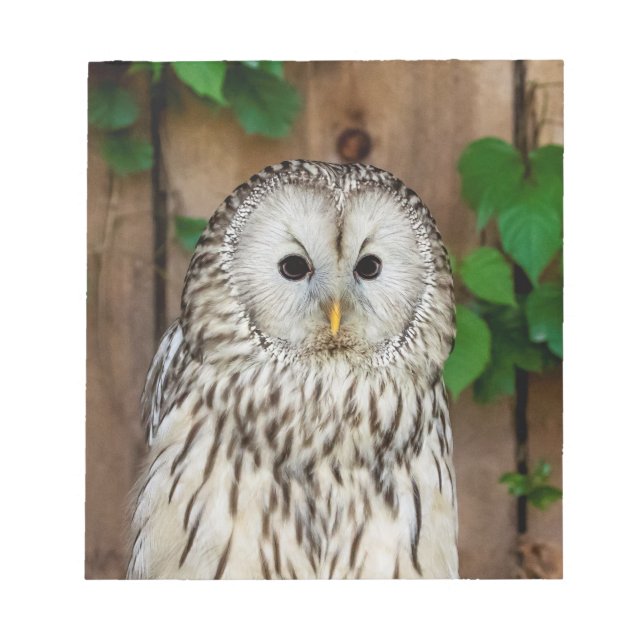 Bloco De Notas Barred Owl (Frente)