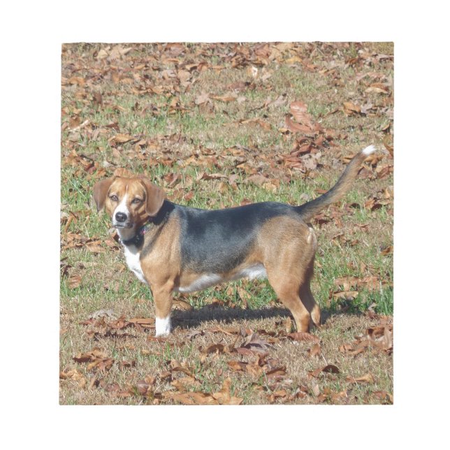 Bloco De Notas Beagle (Frente)