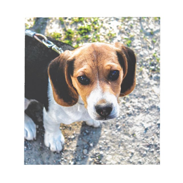 Bloco De Notas Beagle Cute (Frente)