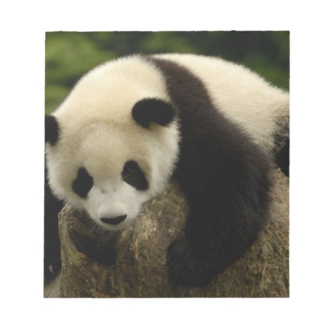 Bloco De Notas Bebê de panda gigante (Ailuropoda melanoleuca) (Frente)